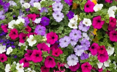 【ペチュニアの育て方】可愛らしい花を咲かせてお庭を彩ろう