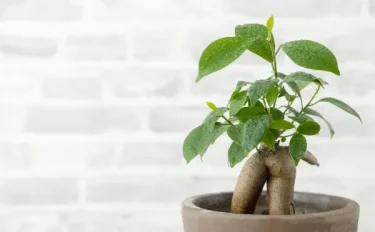 【観葉植物】ガジュマルの育て方｜苗の選び方、夏越えや冬越えの方法、葉を落としてしまう原因などご紹介