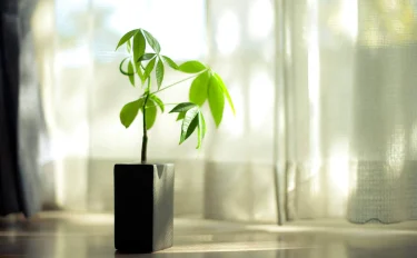 観葉植物が元気に育つおすすめの土とは！　気になる虫やカビの対処法もご紹介！