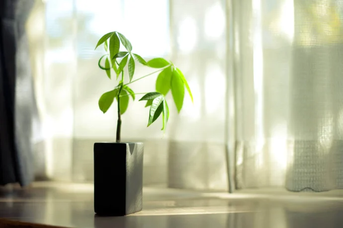 観葉植物が元気に育つおすすめの土とは！　気になる虫やカビの対処法もご紹介！