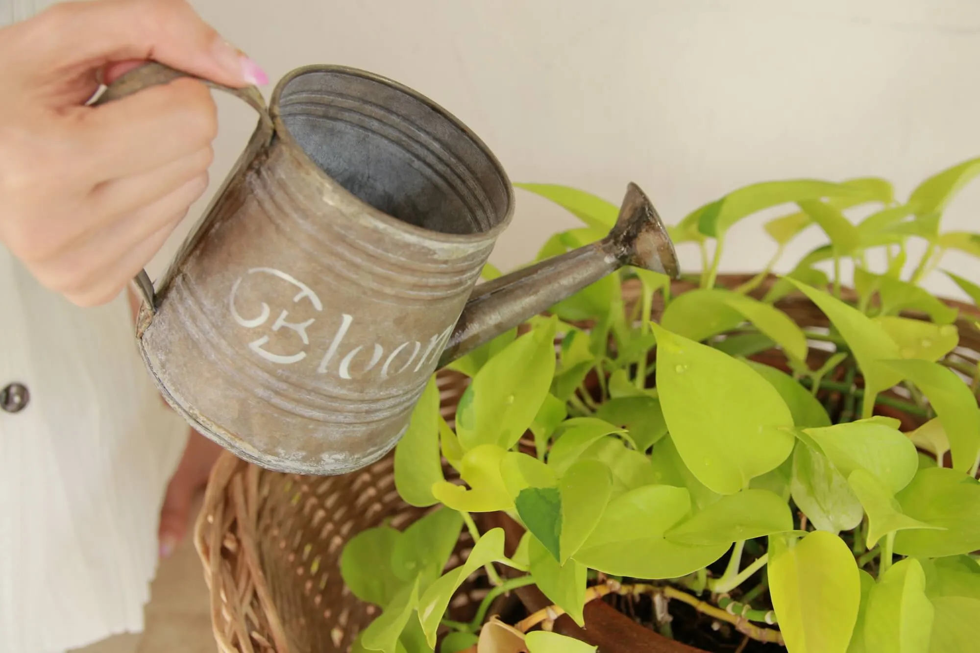 観葉植物の水やり】「土が乾いたら」「たっぷりと」って、具体的
