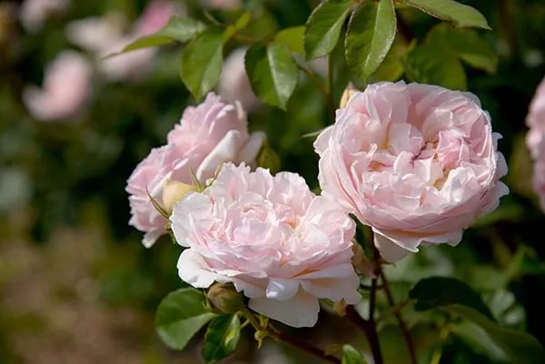 ペールピンクのバラ