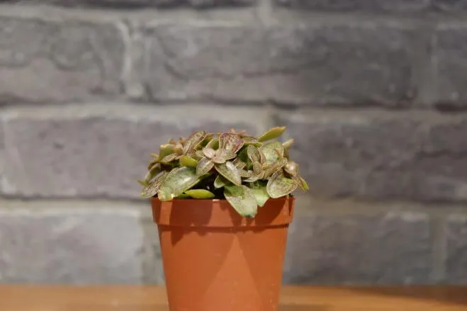 succlents world　多肉の世界　pickup34　多肉植物では珍しい薄い葉が魅力的『ヴォルケンシー』