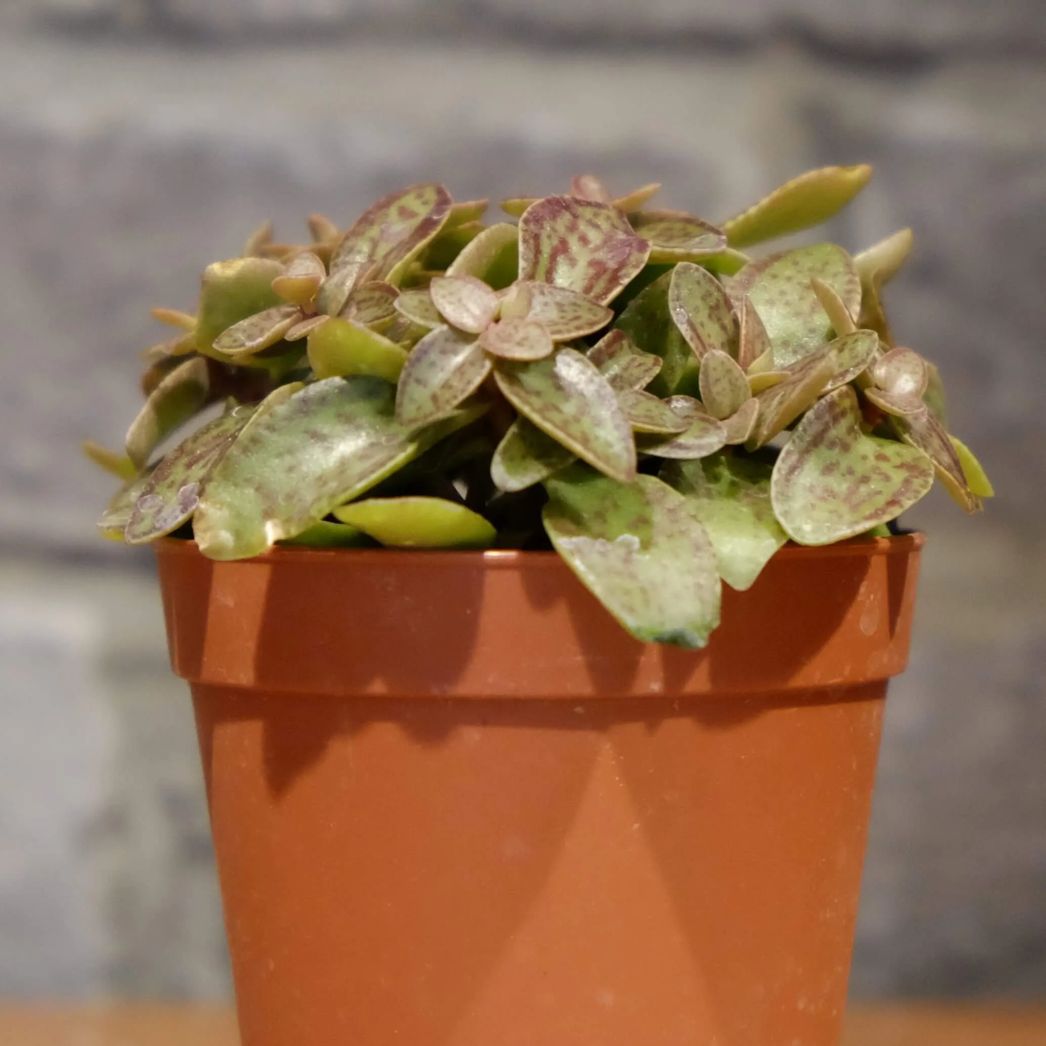 シルベーヌ様　多肉植物棚　TG-WNS1 シルベーヌ様多肉植物棚TG-WNS1