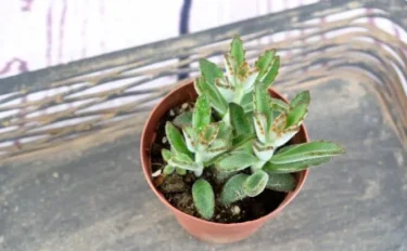 succlents world　多肉の世界　pickup35 動物系多肉植物『黒兎（くろうさぎ）』