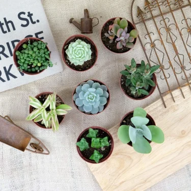多肉植物を色んなアングルで写真に撮ってみよう | 植物とあなたを