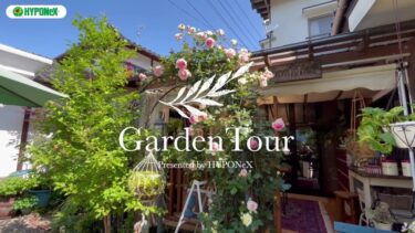 🕊Garden Tour🕊60：クロガネモチのシンボルツリーを中心に、4つのアーチに色とりどりのバラが咲き誇るお庭