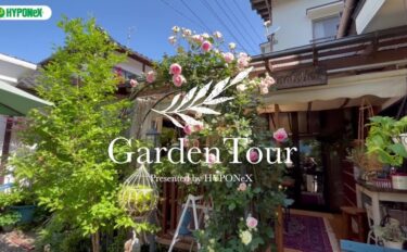 🕊Garden Tour🕊60 クロガネモチのシンボルツリーを中心に、4つのアーチに色とりどりのバラが咲き誇るお庭