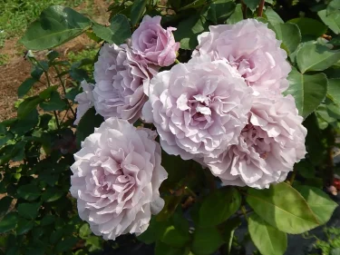 Labyrinth バラの迷宮 pickup81『令の風（れいのかぜ）』