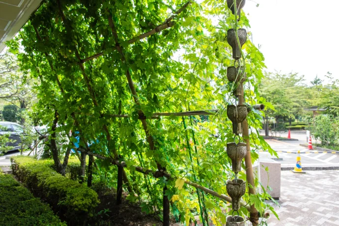 【家庭菜園】 【ゴーヤの育て方】　ゴーヤのグリーンカーテンで、美味しく涼しく夏を乗り切る方法をご紹介♪