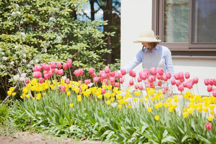 【チューリップの育て方】特長や系統の違い、球根の保存方法は？咲き終わったチューリップを翌年も咲かせるために