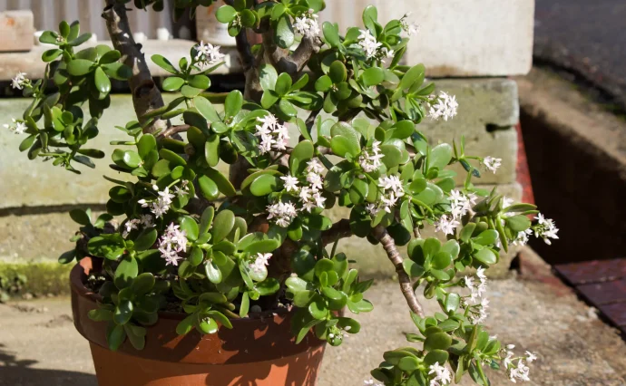 華花月(金運。縁起物✨)20年以上生育 花言葉は「幸運を