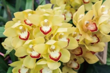 洋ラン】【シンビジウムの育て方】12月から開花時期！シンビジウムの