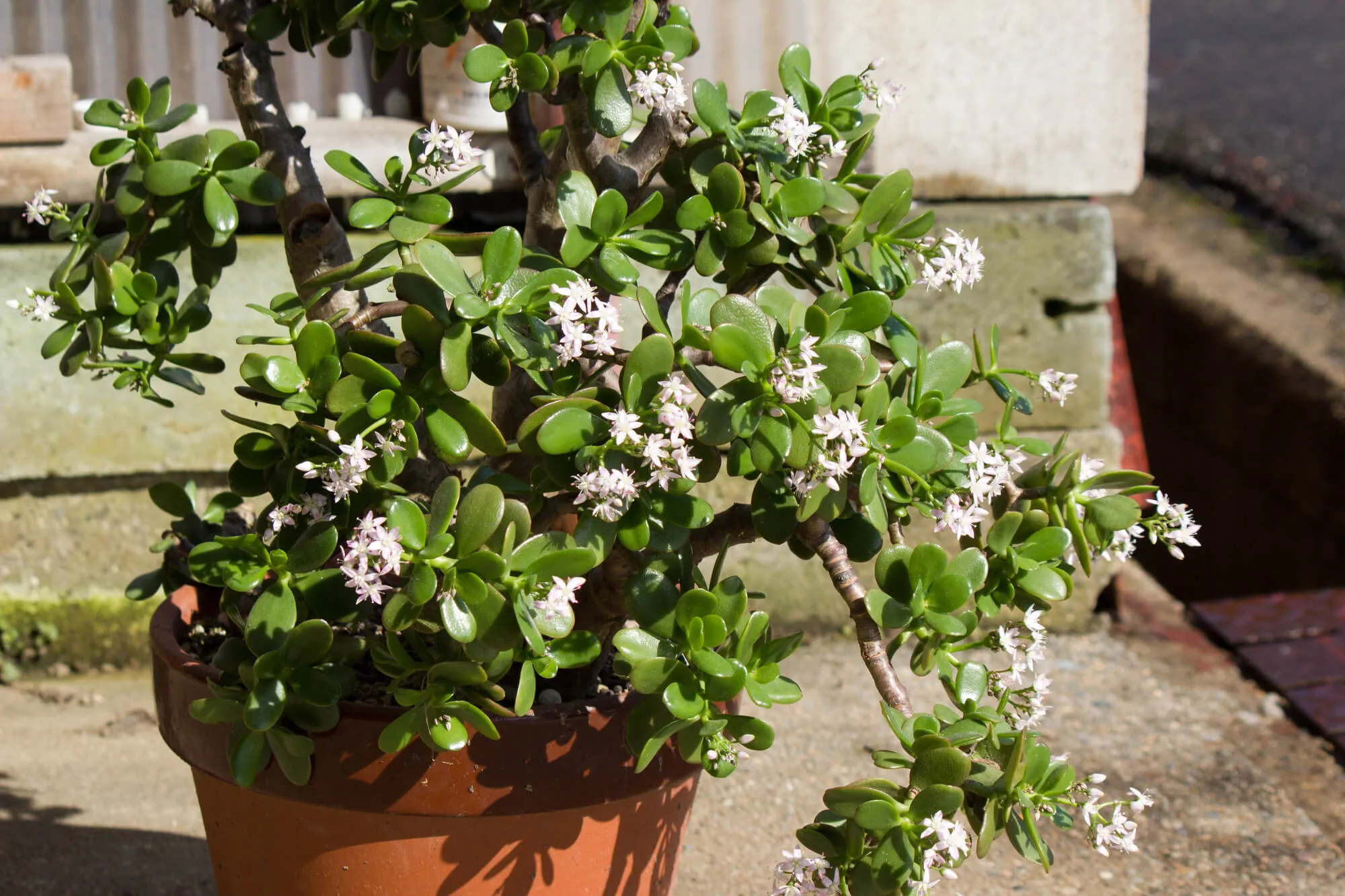 花言葉は「幸運を招く」！金のなる木を上手に育てるには？ | 植物と ...