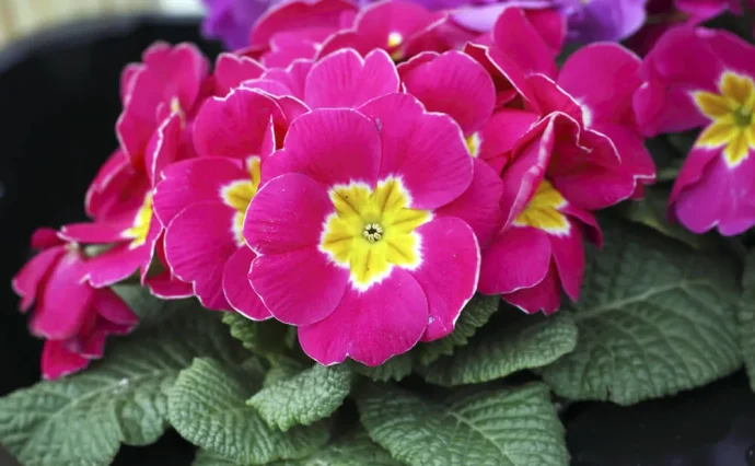 プリムラ・ポリアンサの育て方|冬から春の花を長く楽しむコツ