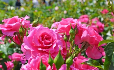 【バラ栽培】植えかえ・病害虫対策・新苗(春苗)の植えつけ 開花間近の４月に行いたいバラのお手入れ