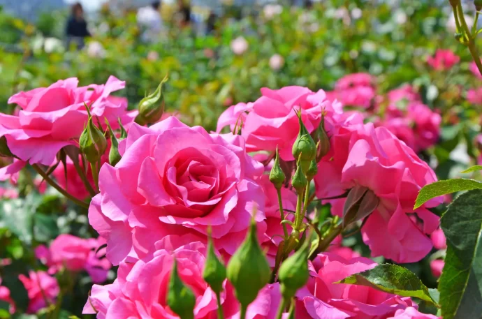 【バラ栽培】植えかえ・病害虫対策・新苗(春苗)の植えつけ 開花間近の４月に行いたいバラのお手入れ