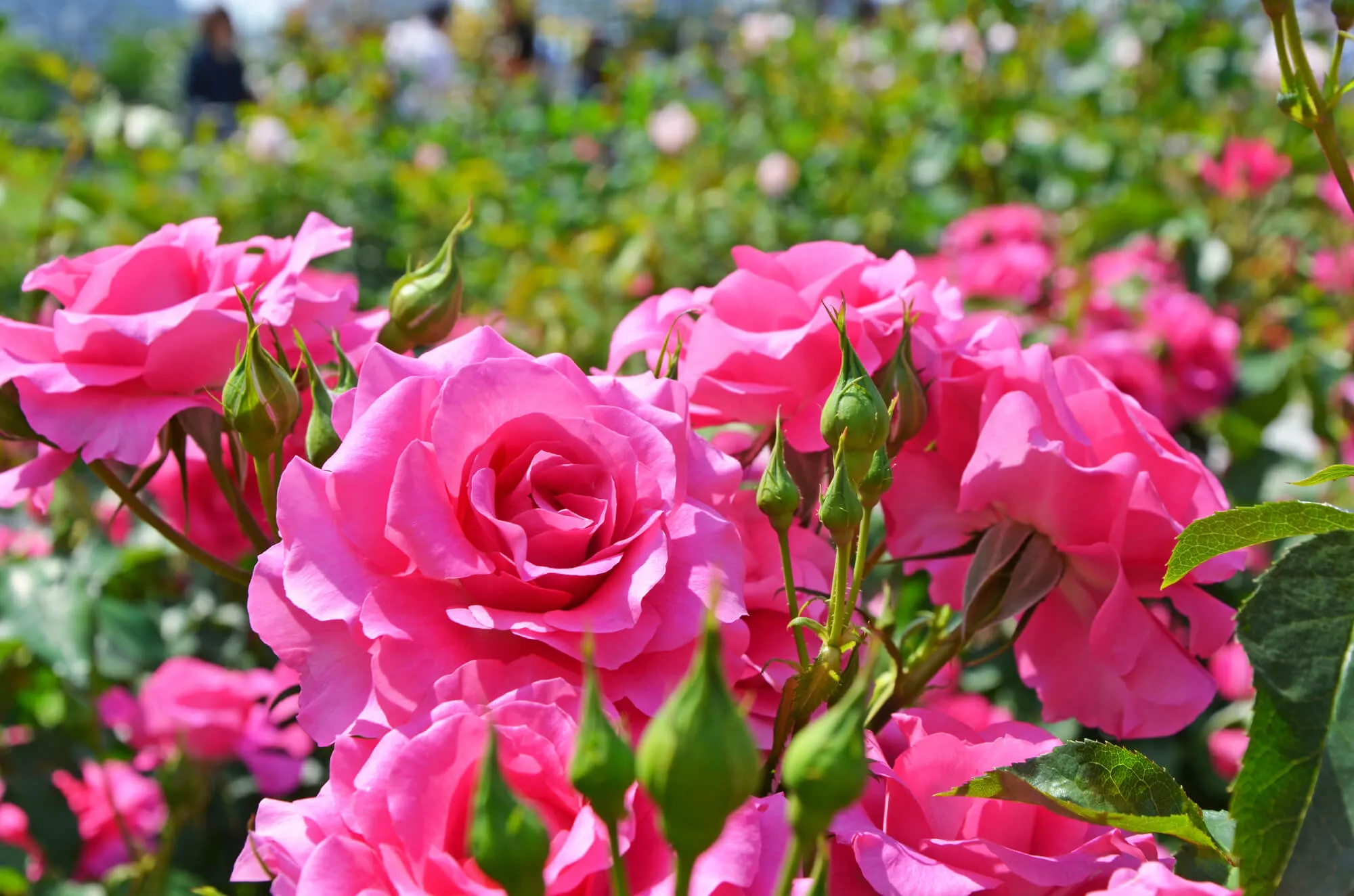 バラ栽培】植え替え・病害虫対策・新苗(春苗)の植えつけ 開花間近の４