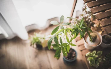 丈夫で育てやすい！園芸ビギナーにおすすめの観葉植物はどれ？