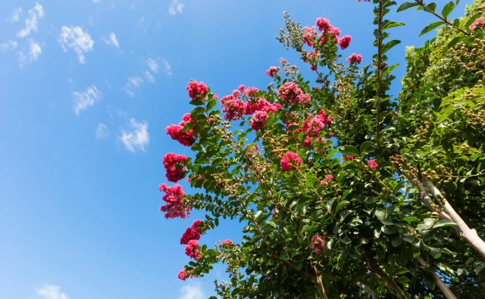 サルスベリの育て方|植えつけから剪定、病害虫対策まで詳しく解説
