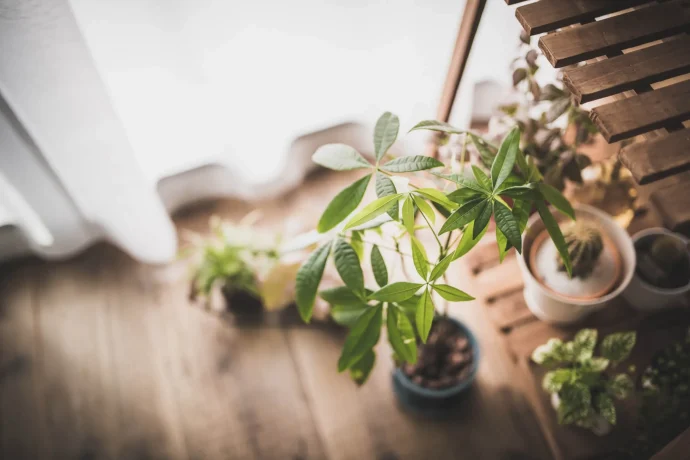 丈夫で育てやすい！園芸ビギナーにおすすめの観葉植物はどれ？