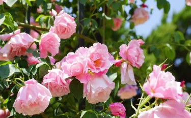 【バラ栽培】いよいよバラが開花する季節！5月にすべきバラの手入れ