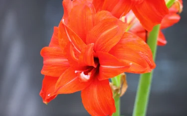 アマリリスの育て方｜球根栽培にチャレンジ！鮮やかな大輪の花を咲かせよう