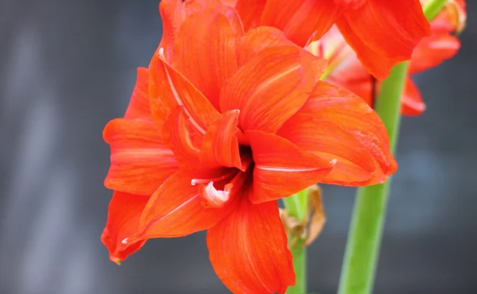 ※残りわずか※【赤アマリリスSサイズ球根10個】　再来春の開花　育て方説明書付き 残りわずか※【赤アマリリスSサイズ球根10個】 再来春の開花 育て方説明