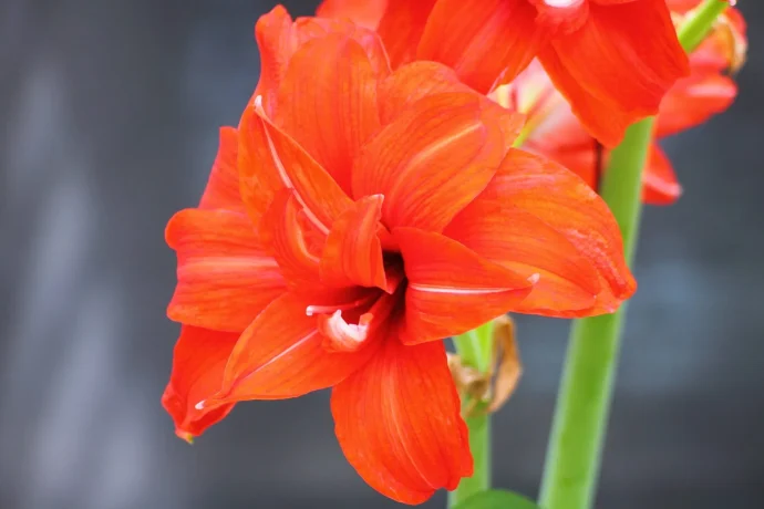 アマリリスの育て方｜球根栽培にチャレンジ！鮮やかな大輪の花を咲かせよう