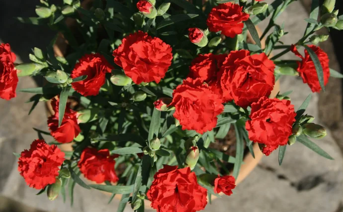 カーネーションの育て方|植えつけから増やし方まで初心者向けに解説