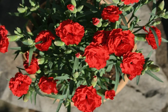 カーネーションとはどんな花？基本の育て方や注意点　