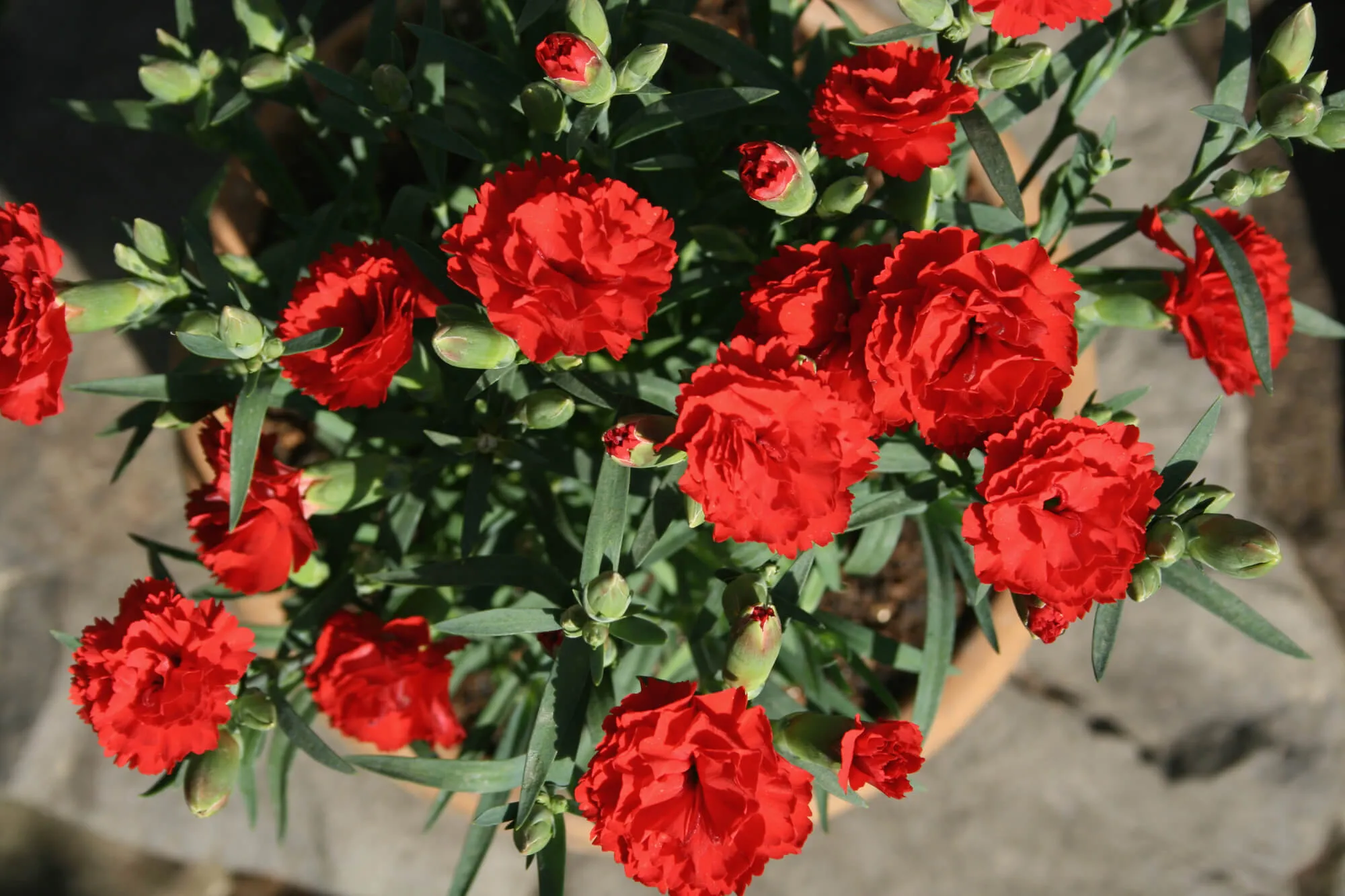 カーネーションの育て方｜植えつけから増やし方まで初心者向けに解説