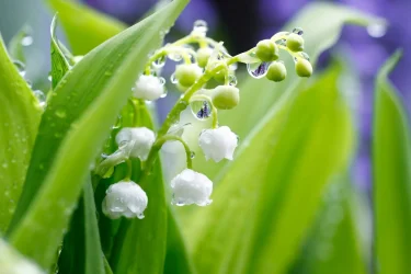 スズラン 白い花 春に開花　３０株 スズランの育て方】可憐な白い花・スズランの育て方のポイントは？