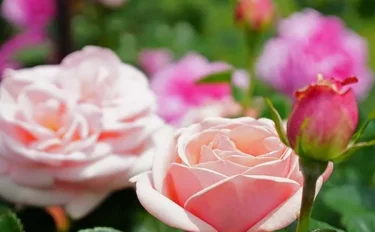 【バラ栽培】7月に行いたいバラのお手入れ｜夏バテを防ぐための管理のポイント