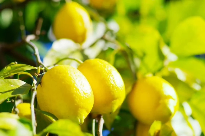 【果樹栽培】 自家栽培で無農薬・安全安心の美味しさを。レモン栽培をはじめよう