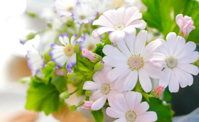 サイネリアの育て方|冬から春まで花を楽しむコツ