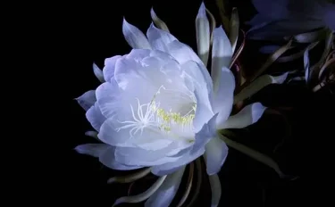 月下美人の育て方｜花を咲かせるための栽培のポイント