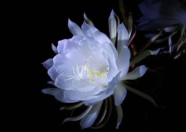 月下美人の育て方｜花を咲かせるための栽培のポイント | 植物とあなた