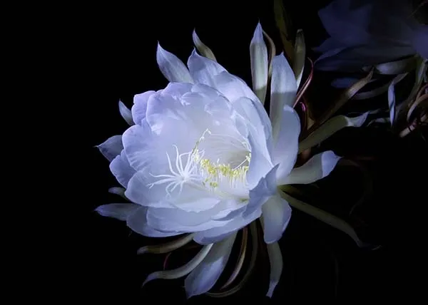 月下美人の育て方｜花を咲かせるための栽培のポイント