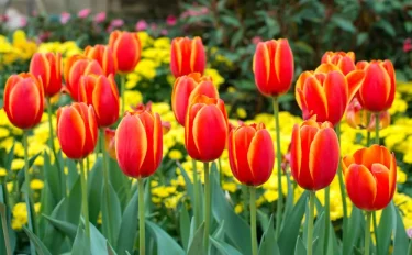 【チューリップの育て方】チューリップは秋植え春咲き！基本的な育て方や増やし方