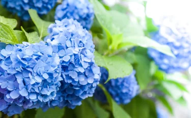 梅雨の風物詩・アジサイの育て方や選び方｜自宅で美しい花を咲かせるコツは？