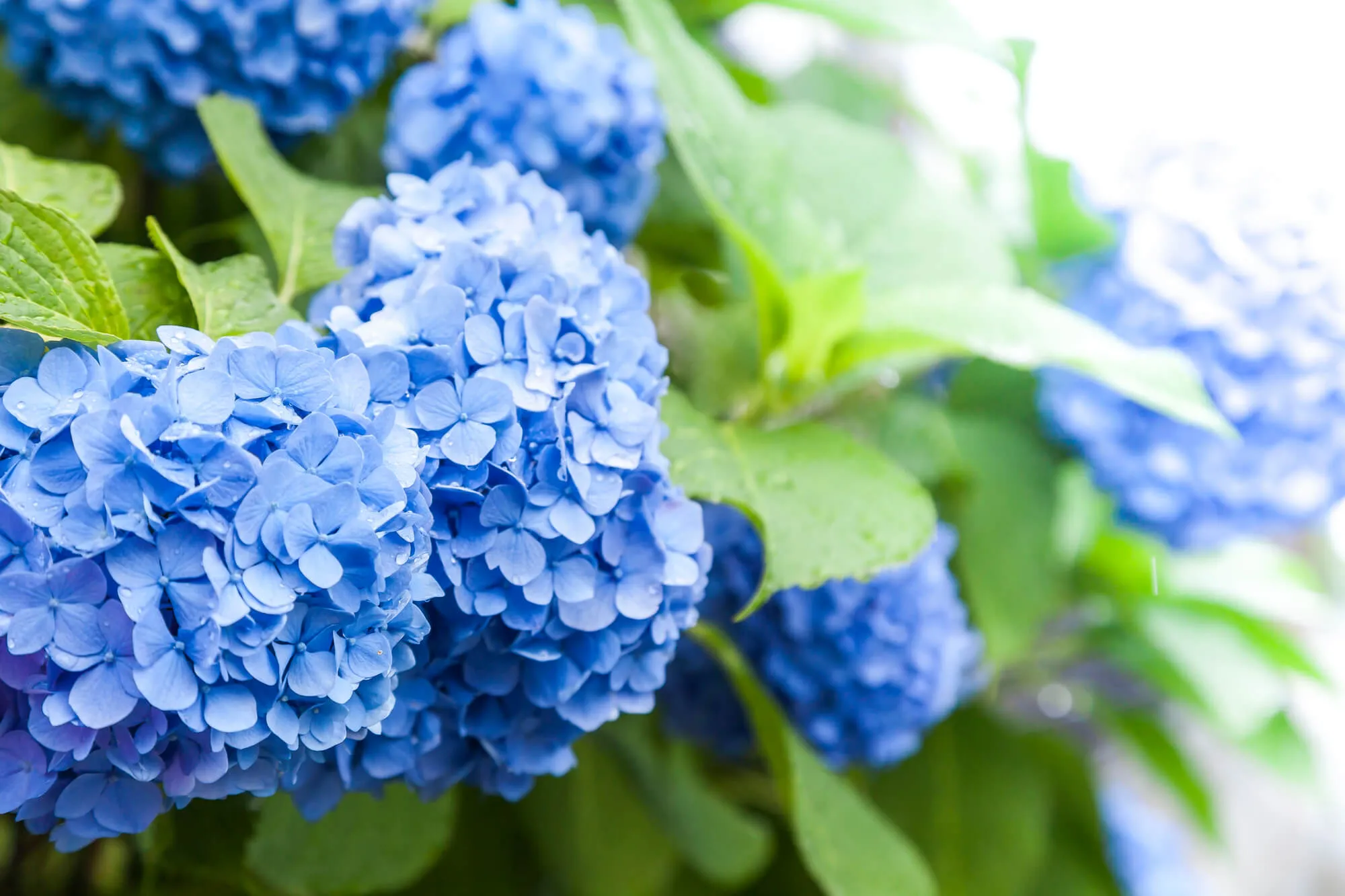 梅雨の風物詩・アジサイの育て方｜自宅で美しい花を咲かせるコツは