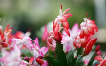 シャコバサボテンの花が咲かない・・・きれいな花を咲かせるにはどうしたらいい？