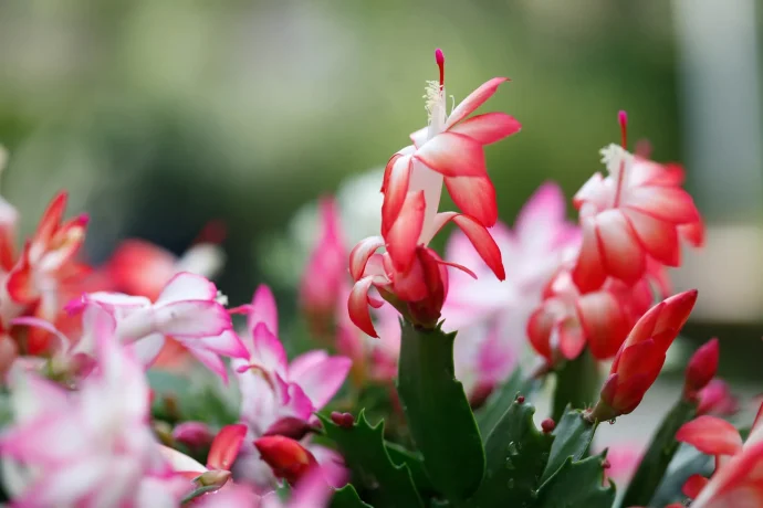 シャコバサボテンの花が咲かない・・・きれいな花を咲かせるにはどうしたらいい？