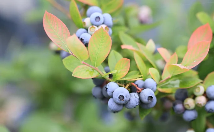 ブルーベリー苗 チャンドラー&レガシー大苗2本セット 【公式通販】