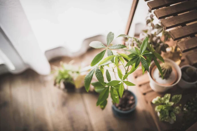 いくつかの観葉植物