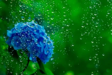 梅雨に咲く花8選｜長雨越しのポイントなどもご紹介 | 植物とあなたを