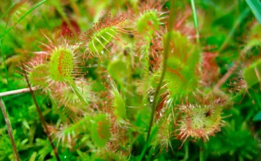 食虫植物おススメ５選｜基礎知識や育て方などもご紹介