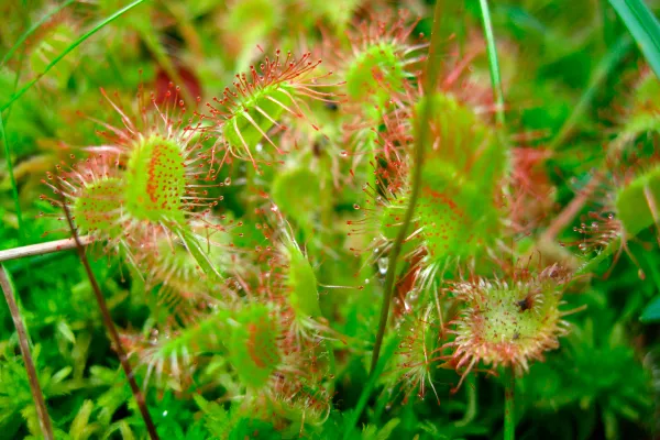 食虫植物おススメ５選｜基礎知識や育て方などもご紹介