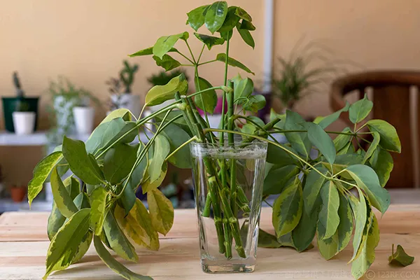 夏の間に伸びています　シェフレラ　カポック　観葉植物　室内外